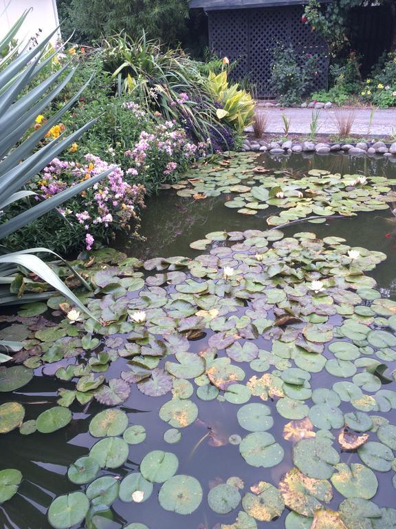 לינה וארוחת בוקר כרייסטצ'רץ' Water Lily Garden מראה חיצוני תמונה
