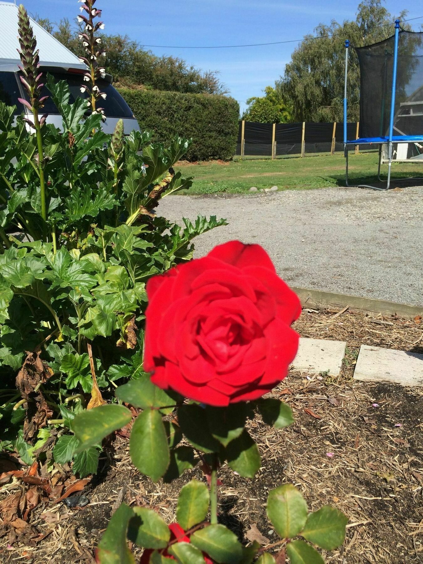 לינה וארוחת בוקר כרייסטצ'רץ' Water Lily Garden מראה חיצוני תמונה